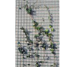 BOLOGNA DRAADPANEEL 5X5CM X150CM X 60CM GROEN